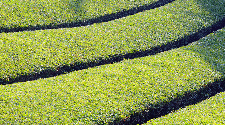 アジアGAP認証取得 – 徹底した生産管理