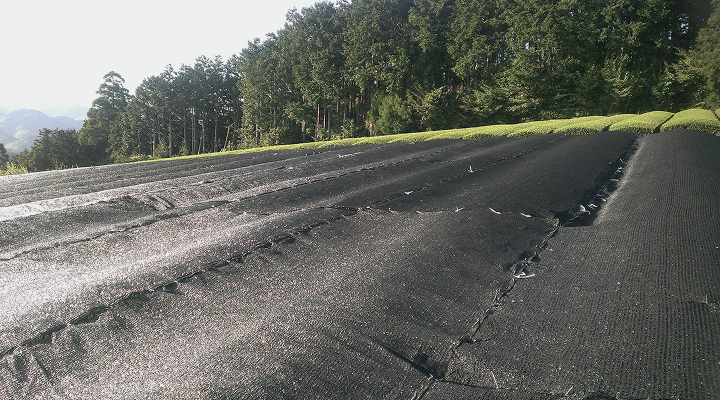 こだわりの碾茶製法