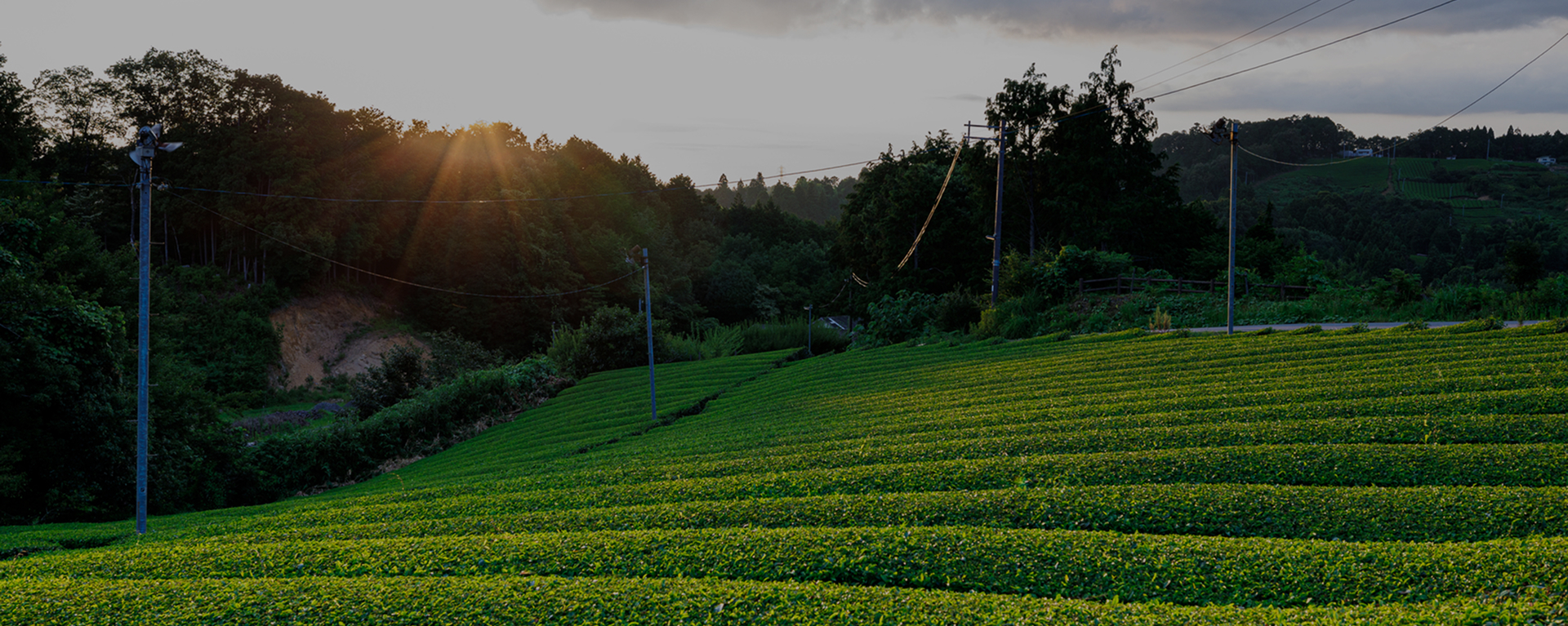 月ヶ瀬の風土が育む、香り高い茶葉をお届け。