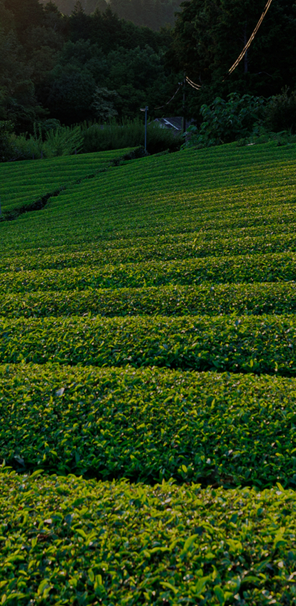 月ヶ瀬の風土が育む、香り高い茶葉をお届け。
